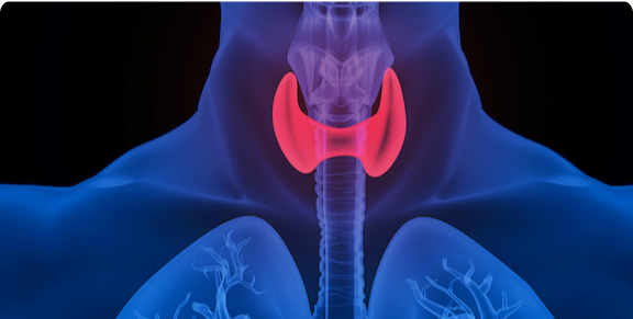 의료 영상 분할